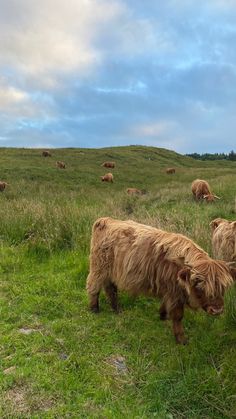 some very cute furry animals in a big grassy field with other animals behind them on a cloudy day