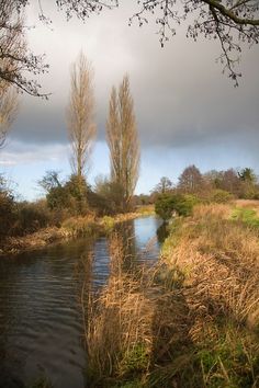 a river running through a lush green field next to tall grass and trees on a cloudy day