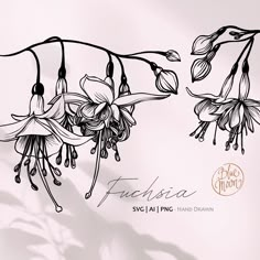 an artistic drawing of some flowers on a white background with the words fuchsia written below it