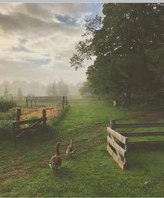 two geese walking in the grass next to a wooden fence and trees on a foggy day