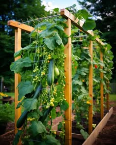 a garden with lots of green plants growing on the sides of wooden trelliss