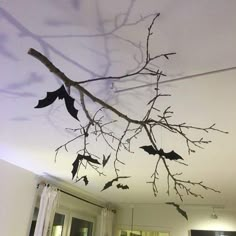 bats hanging from the ceiling in a living room