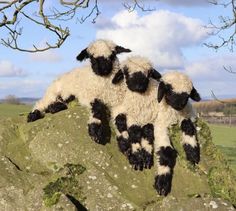 three black and white sheep laying on top of a rock