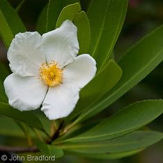 a white flower with yellow stamen in the center and green leaves around it's edges