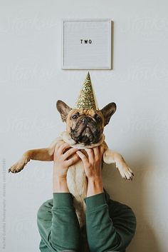 a person holding a dog with a party hat on top of their head by the wall