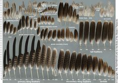 an image of different types of feathers