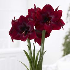 two red flowers are in a vase on a white tablecloth, with green stems