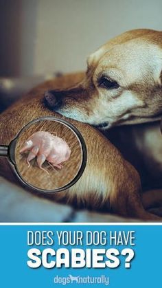 a dog looking through a magnifying glass at a pig