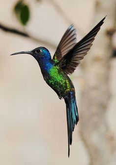 a hummingbird flying in the air near a tree