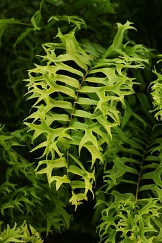 a close up of a plant with green leaves