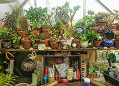 many potted plants are sitting on shelves in a garden shop with scissors and other items