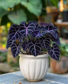 a potted plant sitting on top of a table