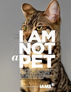 a cat is staring at the camera with an i am not a pet sign in front of it