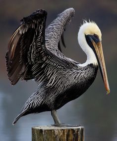 a pelican stretching its wings while sitting on a post