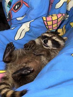 a raccoon is laying on it's back in a bed with blue sheets