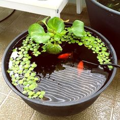 a fish pond filled with water plants and goldfish swimming in it's bowl