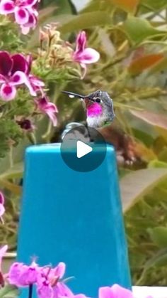 a hummingbird sitting on top of a blue vase filled with pink and purple flowers