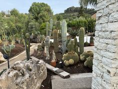 many cacti and other plants are in the ground next to a stone wall