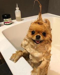 a small brown dog sitting in a bathtub with hair on it's head