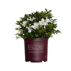 a potted plant with white flowers in it