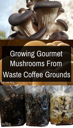 growing gourmet mushrooms from waste coffee grounds