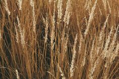 some brown and white plants in the grass