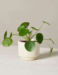 a potted plant sitting on top of a white table