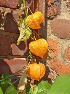 orange flowers growing on the side of a brick wall