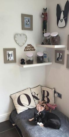 a black dog laying on top of a couch next to a wall filled with pictures