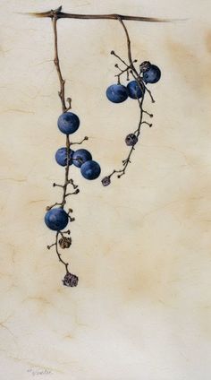 a branch with blue berries hanging from it's end and some leaves still attached