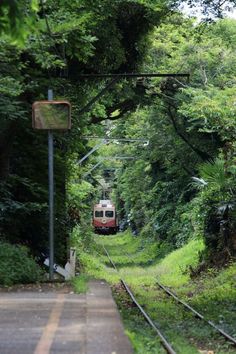 a red train traveling through a lush green forest filled with lots of trees and bushes