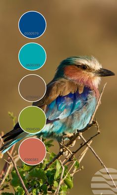 a bird sitting on top of a tree branch with color swatches in front of it