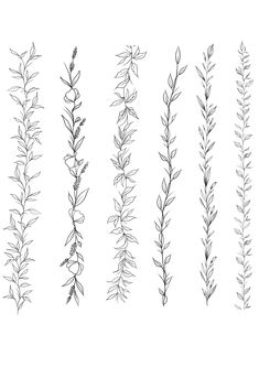 the different types of plants are shown in black and white, each with long stems