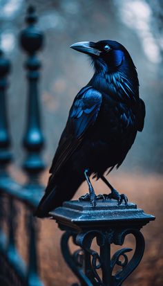 Raven Aesthetic, Animal References, Shirt Prints, Beautiful Pics, Blackbird, Photo Reference