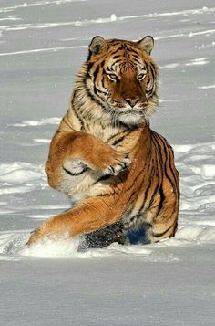 a large tiger standing on top of a snow covered ground next to a small animal