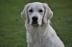 a large white dog sitting on top of a lush green field