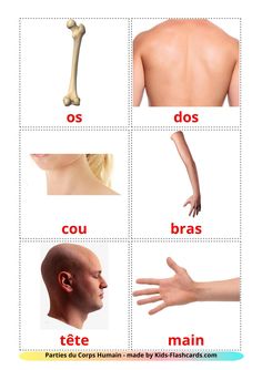 different types of human body parts and their names in spanish, with pictures on them