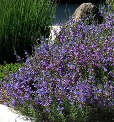 purple flowers are growing in the garden next to some rocks