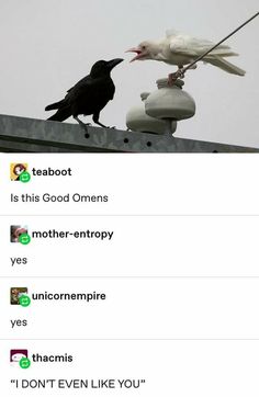 two birds sitting on top of a pole next to each other with captioning