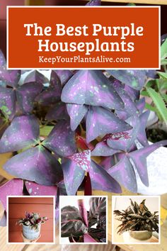 the best purple houseplants to keep your plants alive