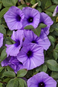 purple flowers are blooming in the garden with green leaves on it's stems