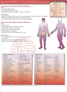 Health Sheet Heart/Small Intestine http://infinityflexibility.com/wp/ Heart Meridian, Heart Meridian Yin Yoga, Chinese Medicine Emotions, Acupressure Headache, Large Intestine Meridian, Wood Element Chinese Medicine, Tcm Traditional Chinese Medicine Liver