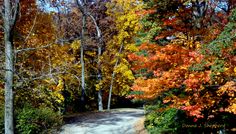 a dirt road surrounded by lots of trees with colorful leaves on the trees and bushes