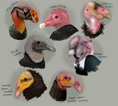 several different types of vultures are shown in this drawing, and each one has an individual's head