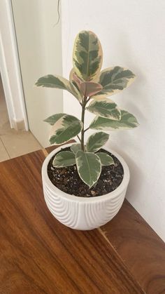 a potted plant sitting on top of a wooden table