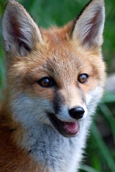 a close up of a fox looking at the camera