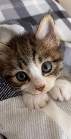 a small kitten laying on top of a blanket