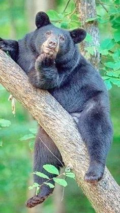 a large black bear sitting on top of a tree branch in the forest with its paw up