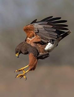 a brown and white bird flying in the air with it's wings spread out