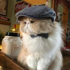 a cat wearing a hat and bow tie sitting on top of a shelf next to jars